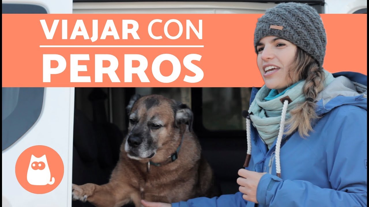 Cómo VIAJAR con un PERRO EN COCHE - Consejos y recomendaciones