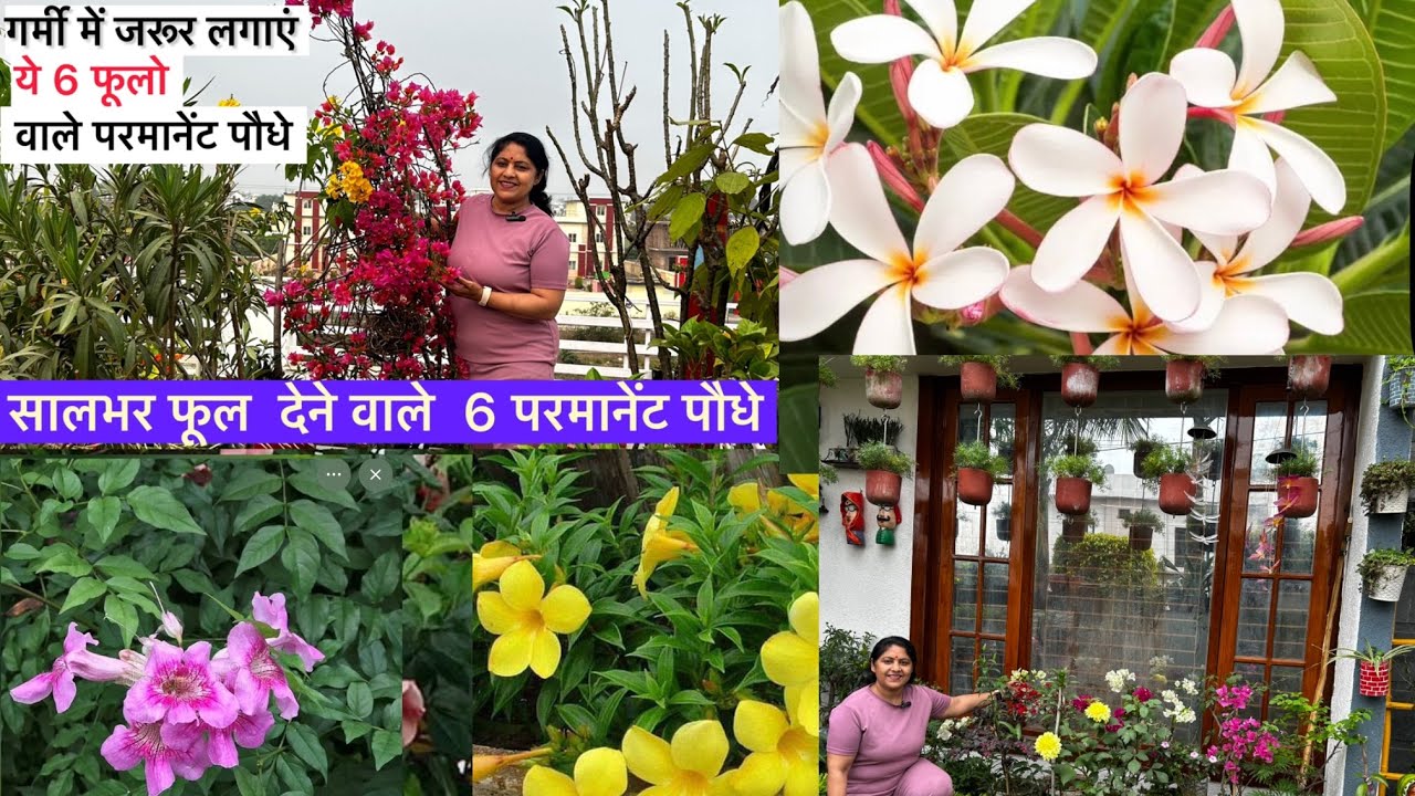 ये 6 फूलो के पौधे  गार्डन में होने ही चाहिए /march में cutting se lagaye jane  wale   Flower plants 