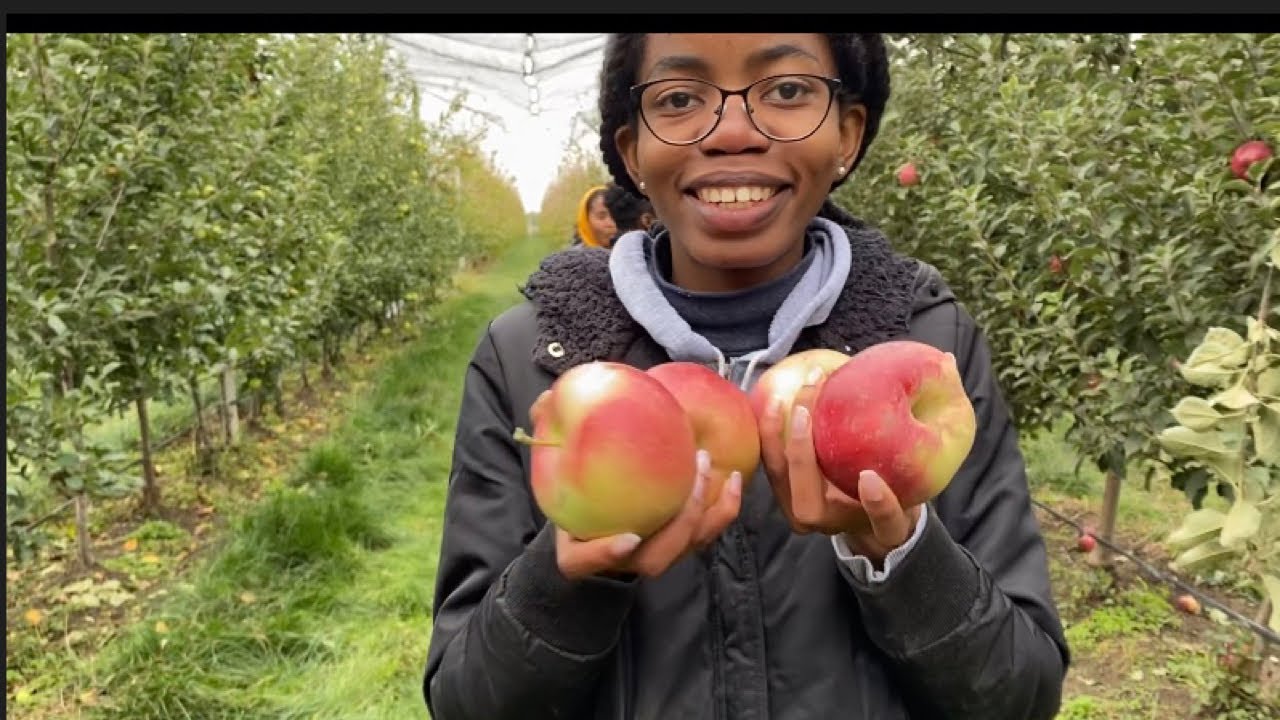 Agronomists at kuban agrarian university get ready for apple harvesting/студенты идут на сбор яблок