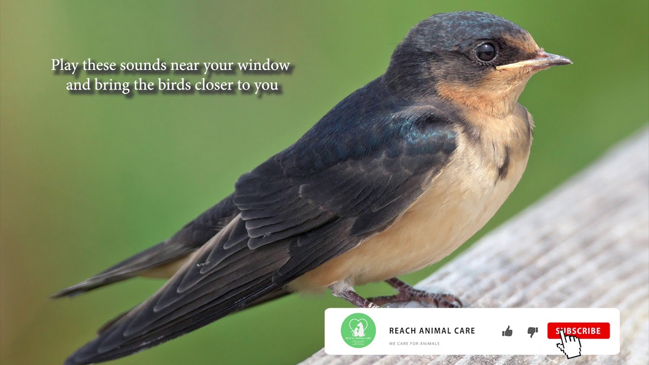 How to attract Barn Swallow ? | Voice & Sounds | Chatter call