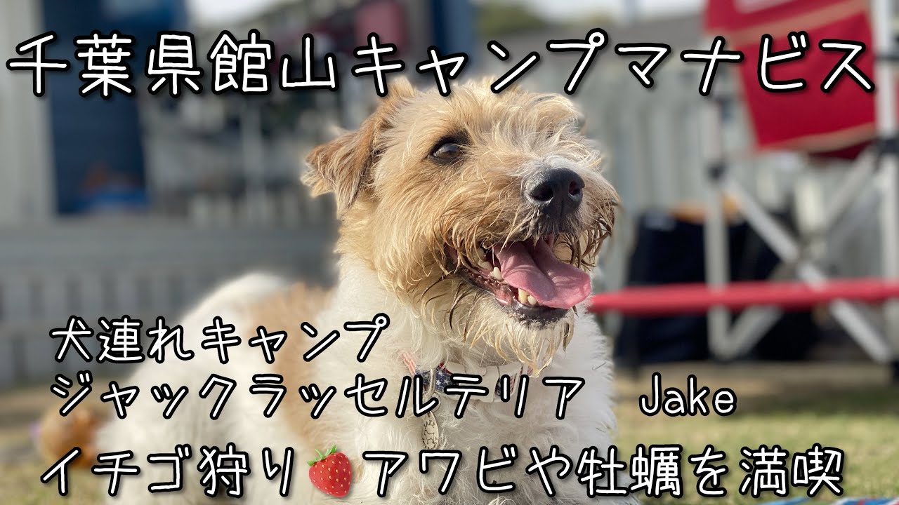 千葉県館山キャンプマナビス　犬連れキャンプ　ジャックラッセルテリアJake イチゴ狩り🍓アワビや牡蠣を満喫#ジャックラッセルテリア #犬連れキャンプ #キャンプマナビス