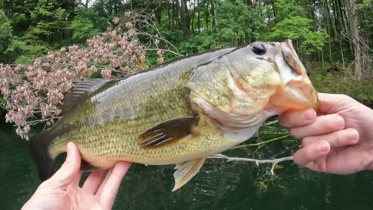 Catching Bass in ULTRA Clear Water!