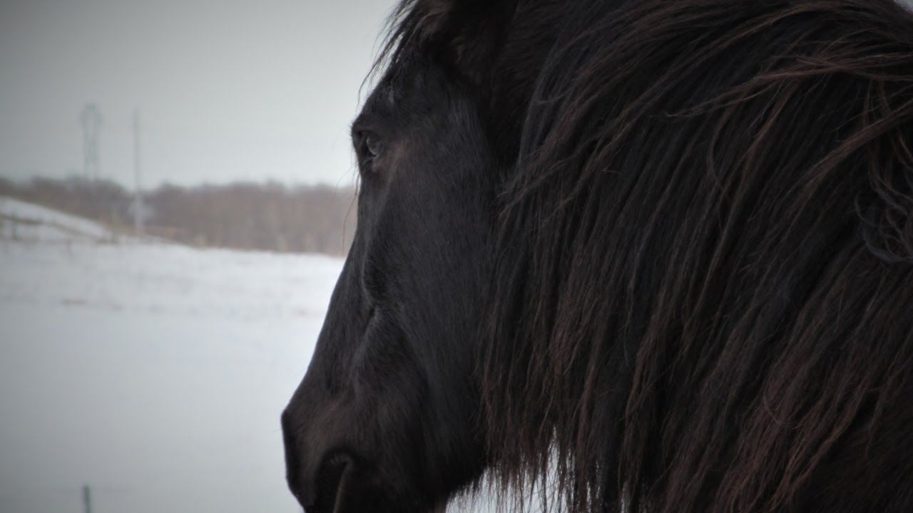 The Canadian Horse