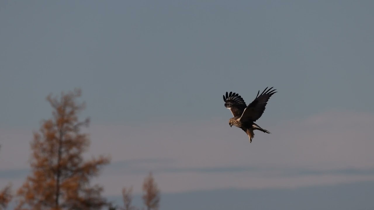 Hawk Hovering above its prey in slow motion #hawk #birdinflight #birds #birdsofprey