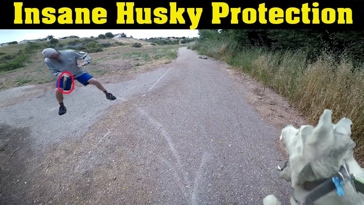 *Warning* Siberian Husky Protecting Owner Caught On Video | Guard Dog Test In Action