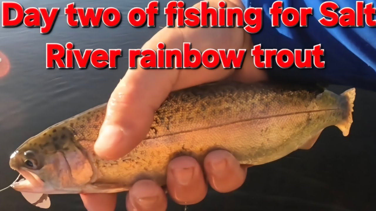 Hitting the Salt River for a second day in a row in hopes of catching more rainbow trout. 