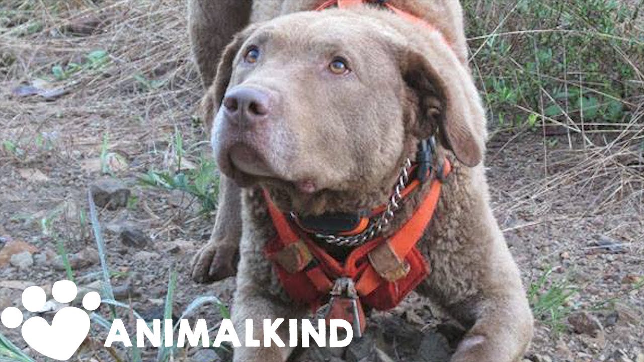 This dog is changing the world, one 💩sample at a time | Animalkind