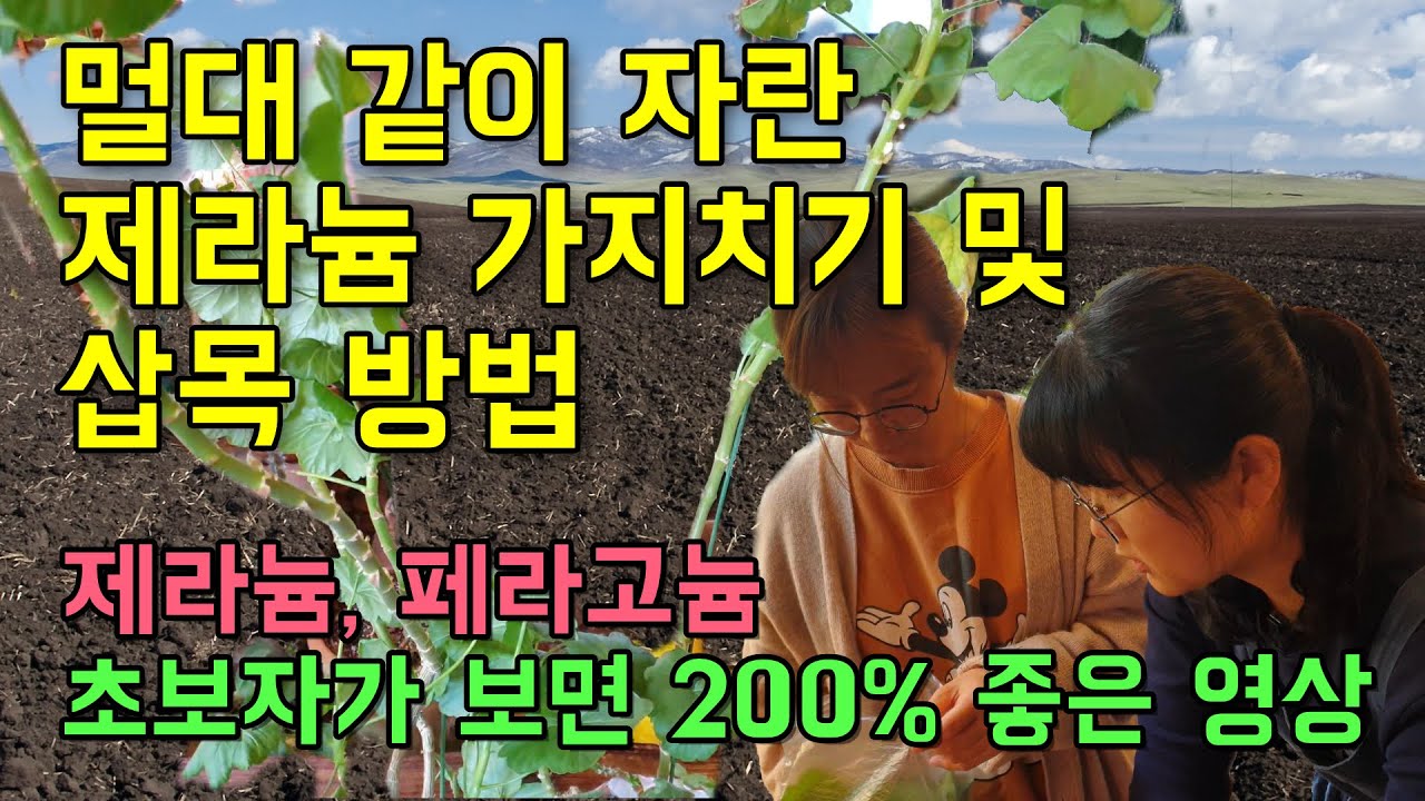웃자란 제라늄 가치지기 및 수형 다음기, 삽목 방법