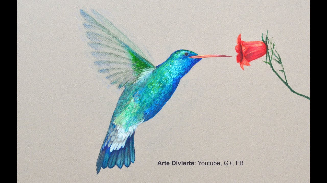 Cómo dibujar un colibrí con lápices de colores - Arte Divierte.