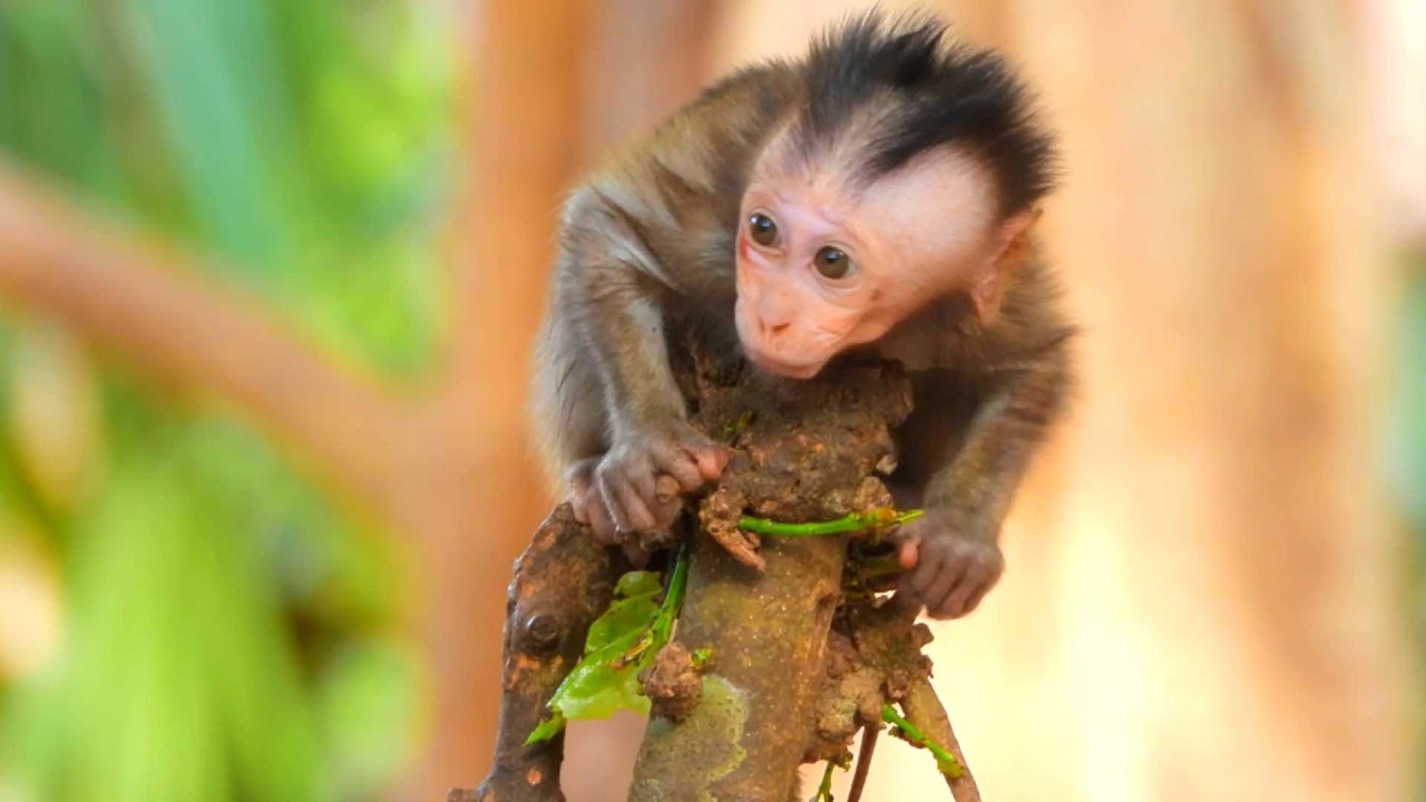 Sweet and Cute baby, Rose Gently Looks After a Tiny Monkey