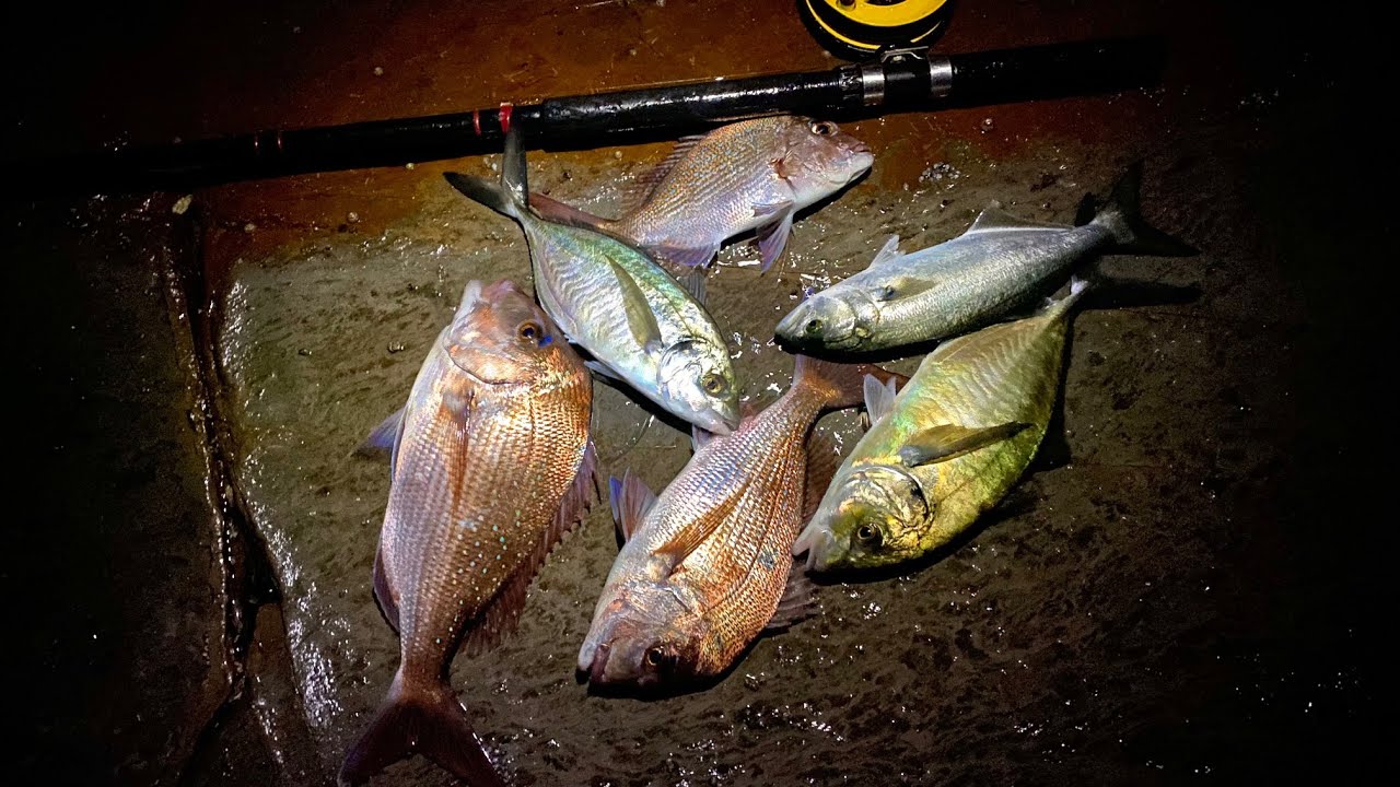 SNAPPER, KINGFISH, TREVALLY, TAILOR | Night Rock Fishing