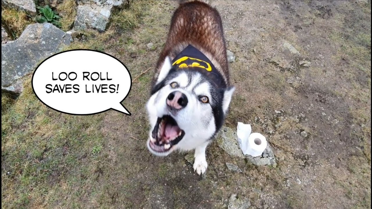 Batdog returns with a big problem! Dont miss it! How will he Cope