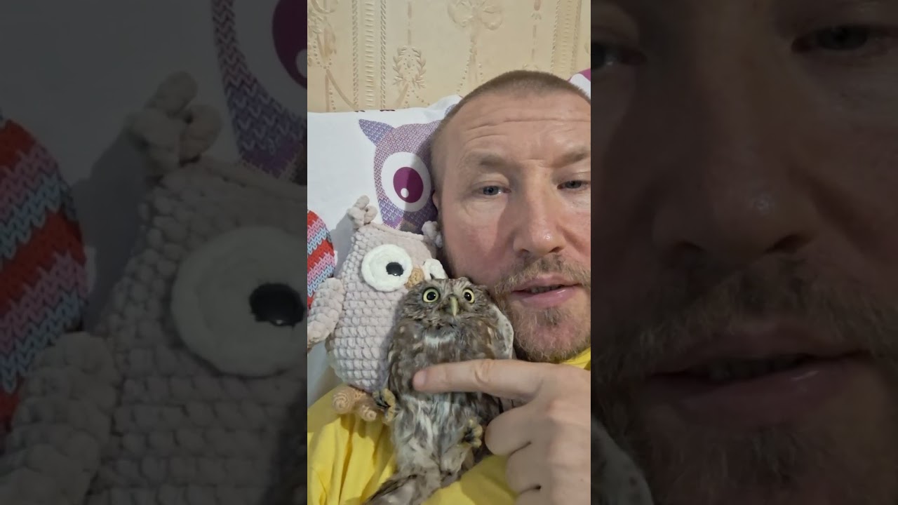 Как правильно содержать СЫЧА или сова СПЛЮШКА в домашних условиях 🦉🦉🦉