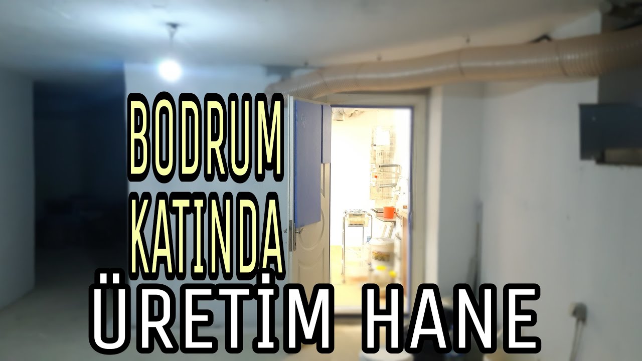BODRUM KATINDA MUHABBET KUŞU ÜRETİMİ - [ Dikkat Edilmesi Gerekenler]