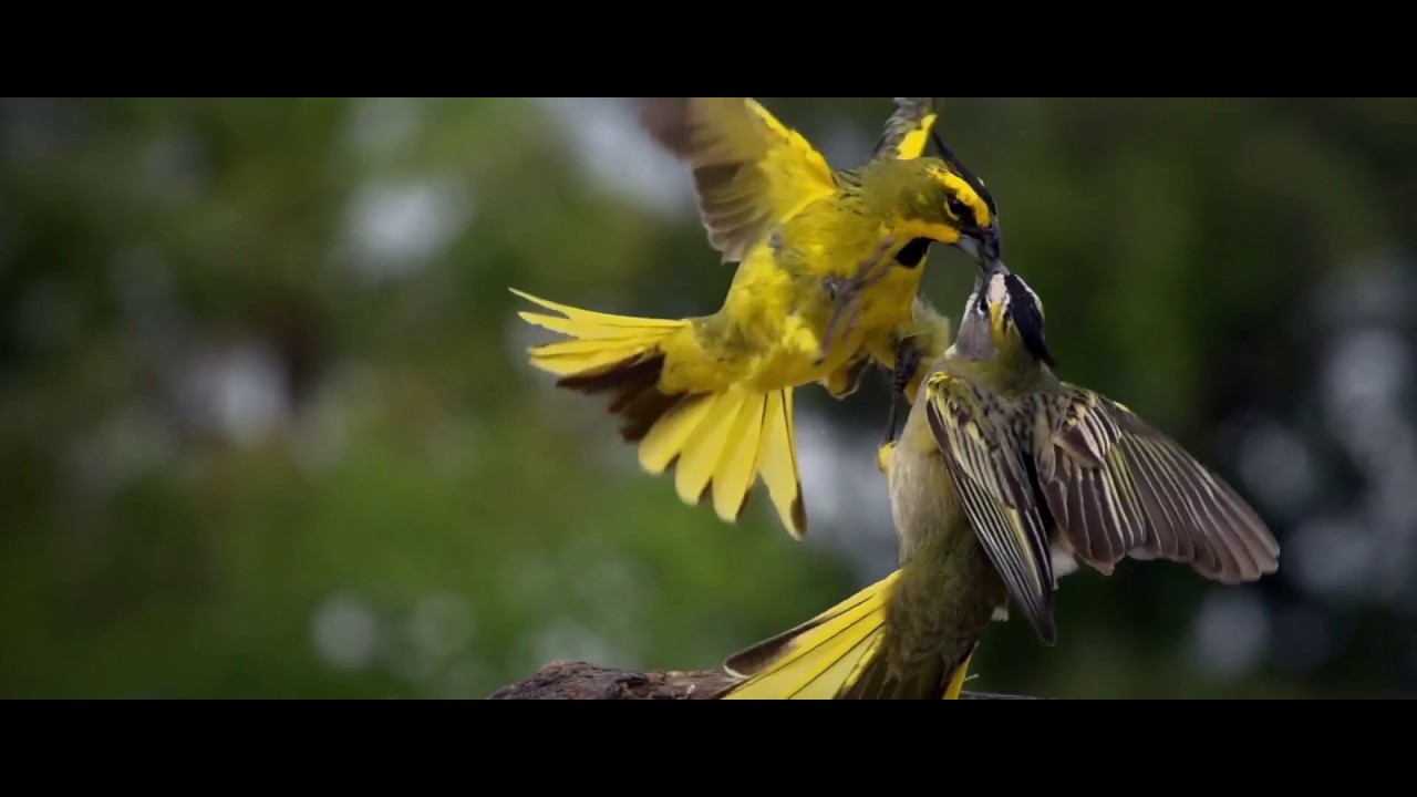 Argentina Wildlife