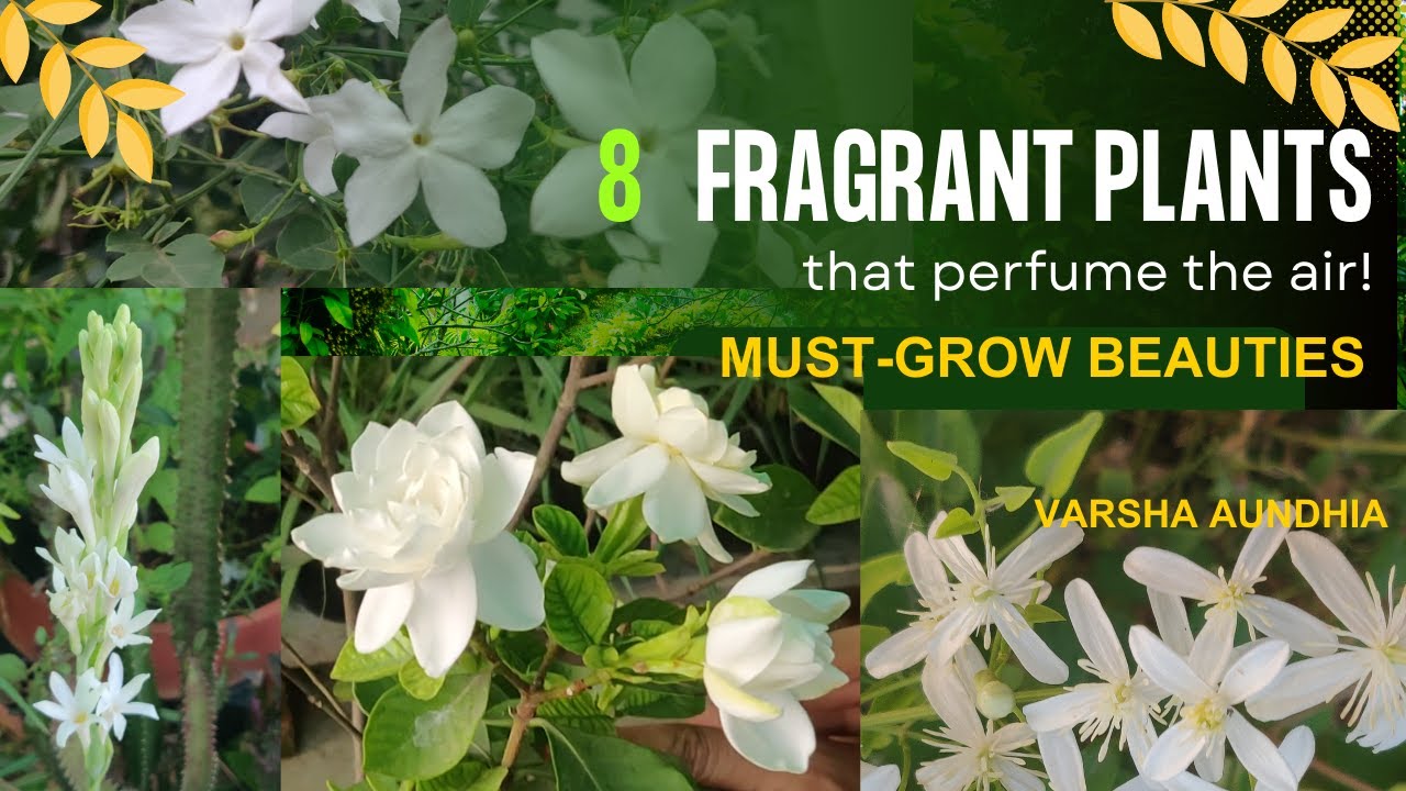 8 Must-Have Fragrant Flowering Plants | Evergreen Perfume for Your Home Garden + 1 New Arrival