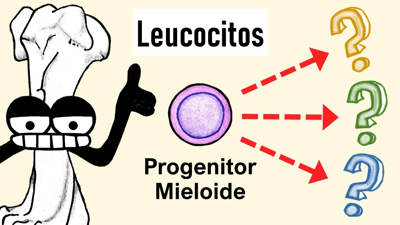 Células Mieloides | Granulocitos, Monocitos, Dendríticas...