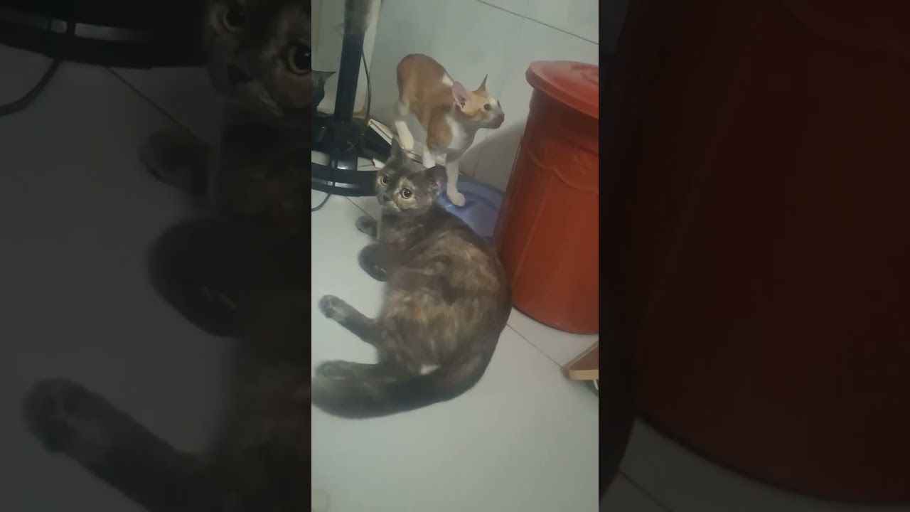 Ca.  Nha.  Bua.  Mah.  Be.  Hanh.  Voi.  Me