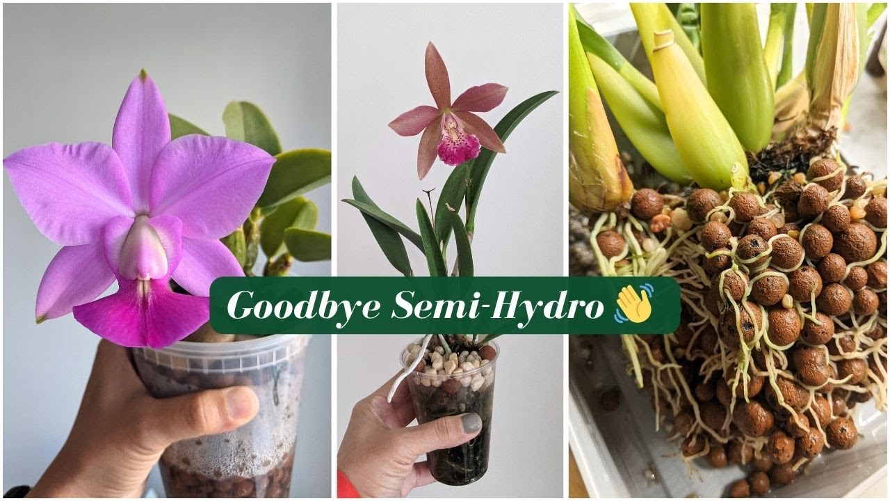 I Thought Semi-Hydro Was Perfect for Orchids&hellip; Here&rsquo;s Why I Switched