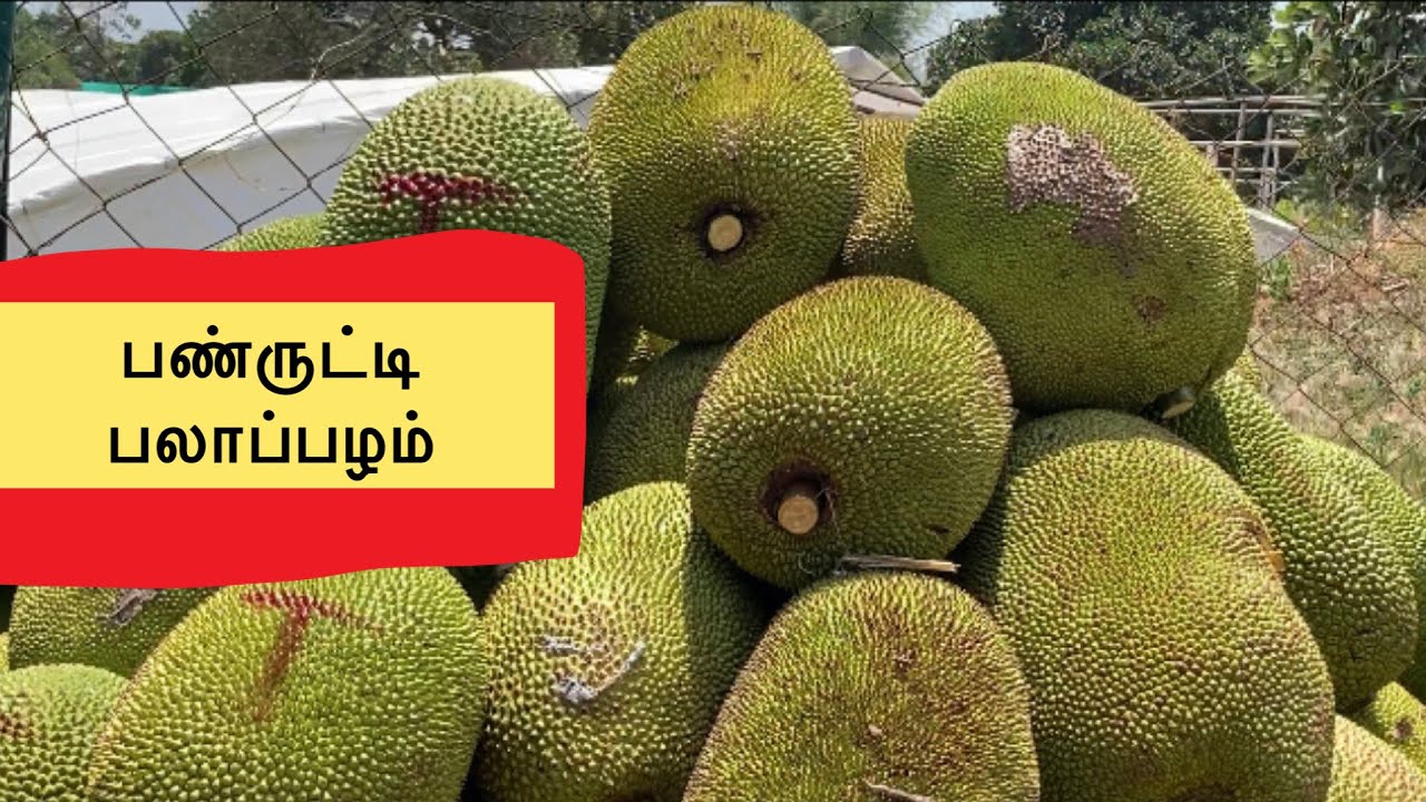 பண்ருட்டி பலாப்பழம் | jackfruit | about jackfruit