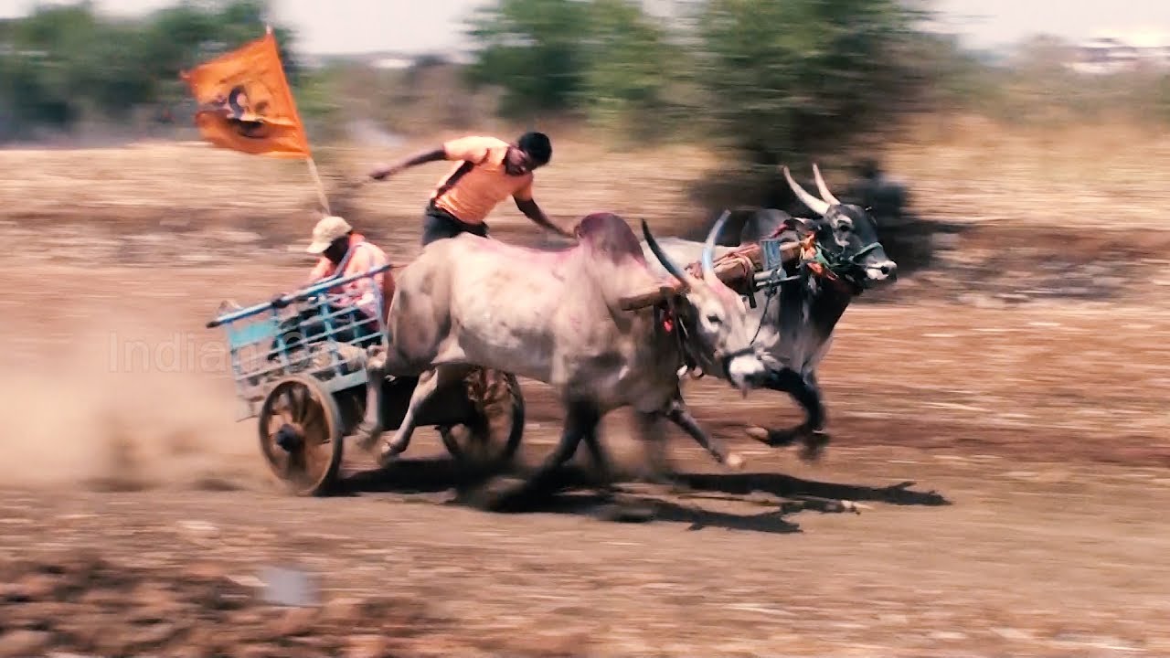 Powerful race bulls of Kudnur | Maharashtra state
