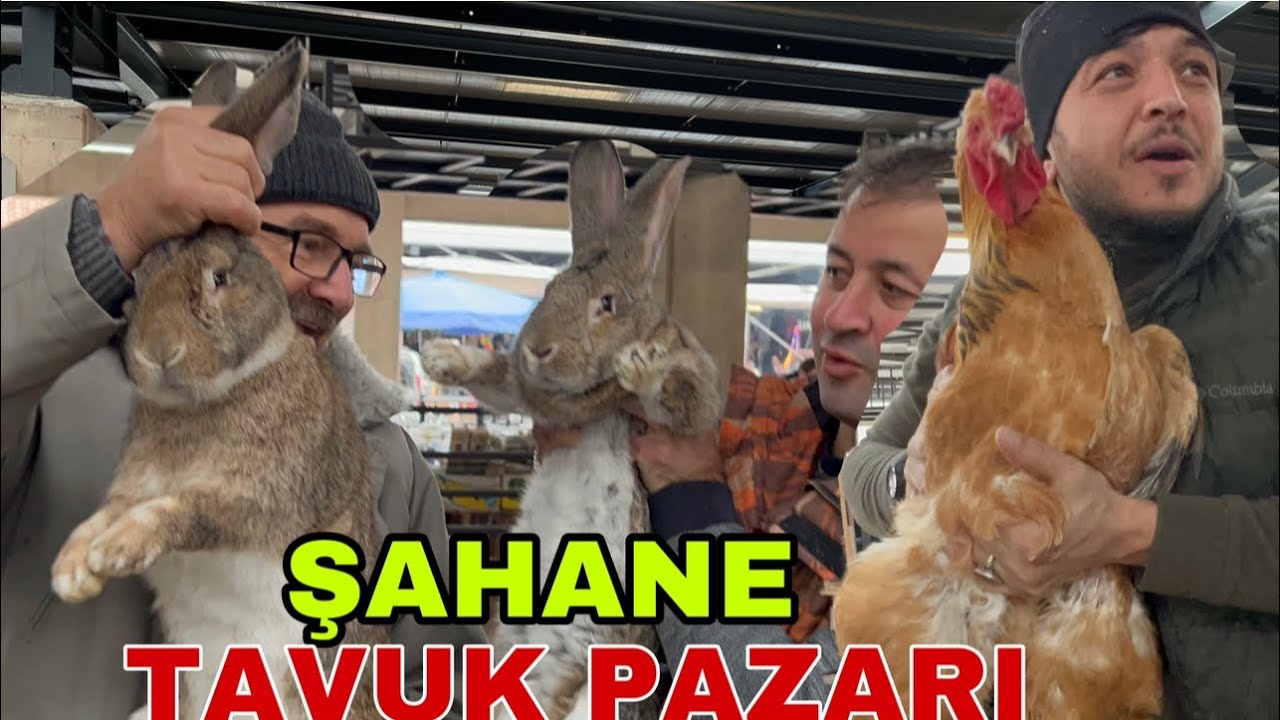 BURSA TAVUK PAZARI   İLGİNÇ HAYVANLAR HİNDİ KAZ ÖRDEK KEKLİK
