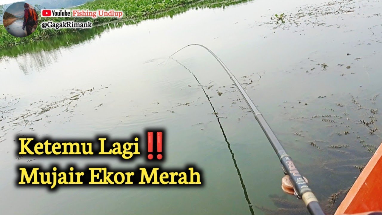 Pencarian Spot Baru Babon Mujair Ekor Merah//Mancing Rawa Pening Terbaru.#FU-222#mancingrawapening
