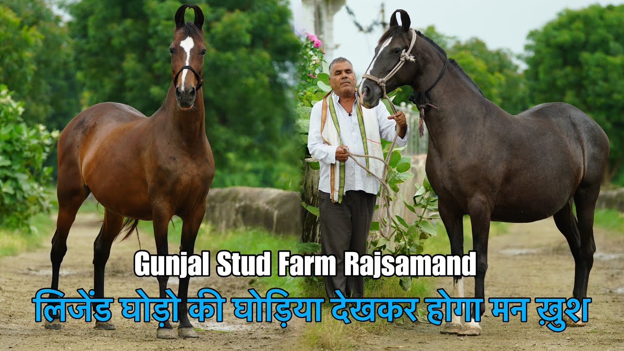अच्छी घोड़ियो का गढ़ सरदारगढ़ II GUNJAL STUD FARM