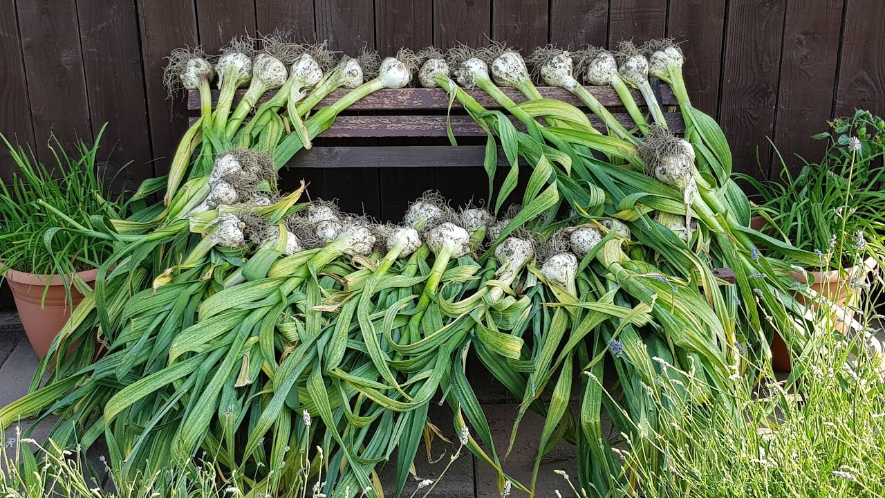 Allotment Days #104 No Dig Elephant Garlic Harvest and Tour of all 4 Plots