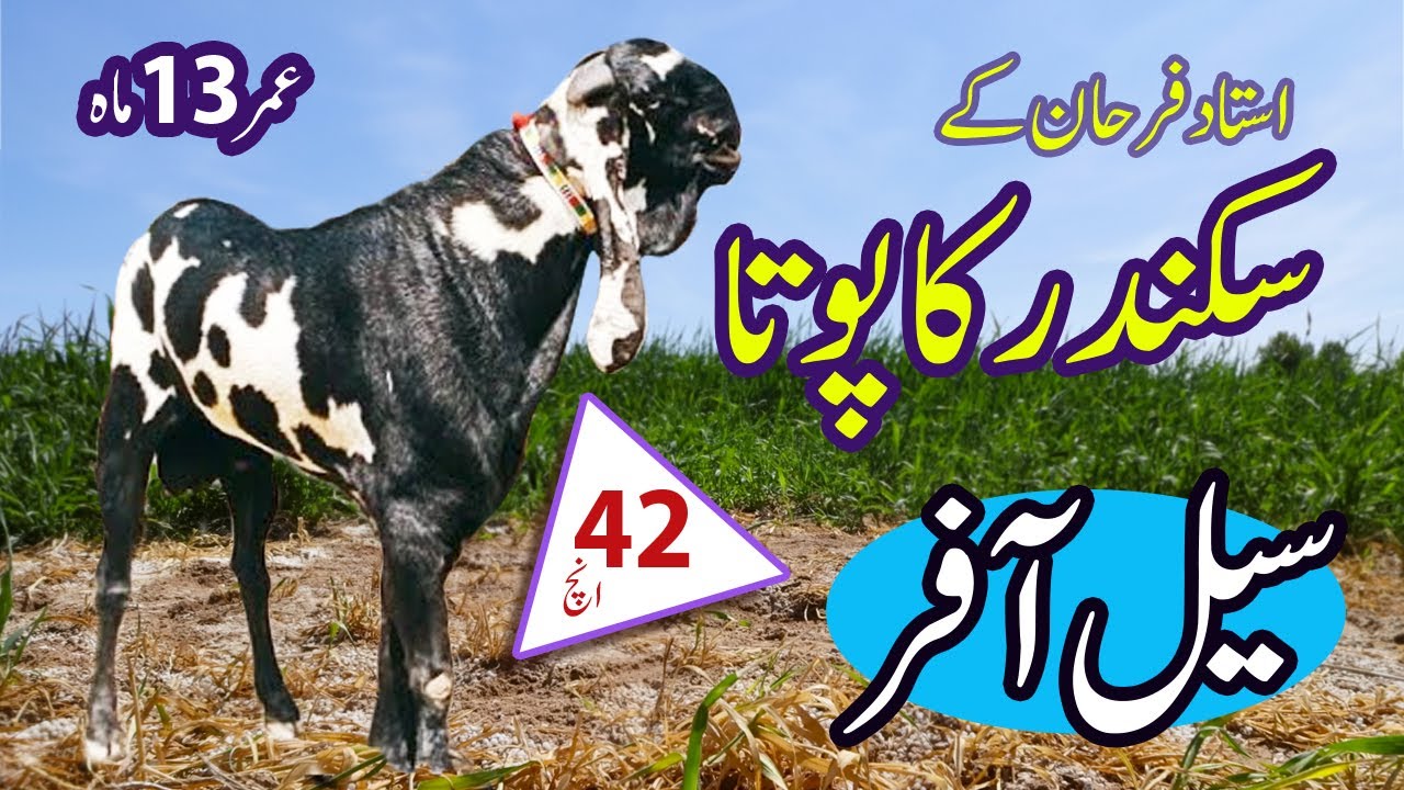 Top class breeder bakra for sale / breeder bakra for sale / Goat Punjab Di