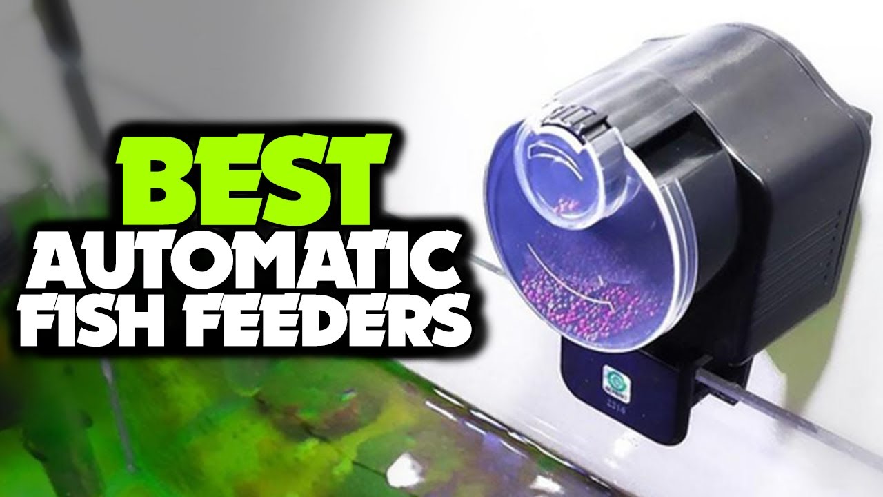 TOP 6: Best Automatic Fish Feeders for 2021