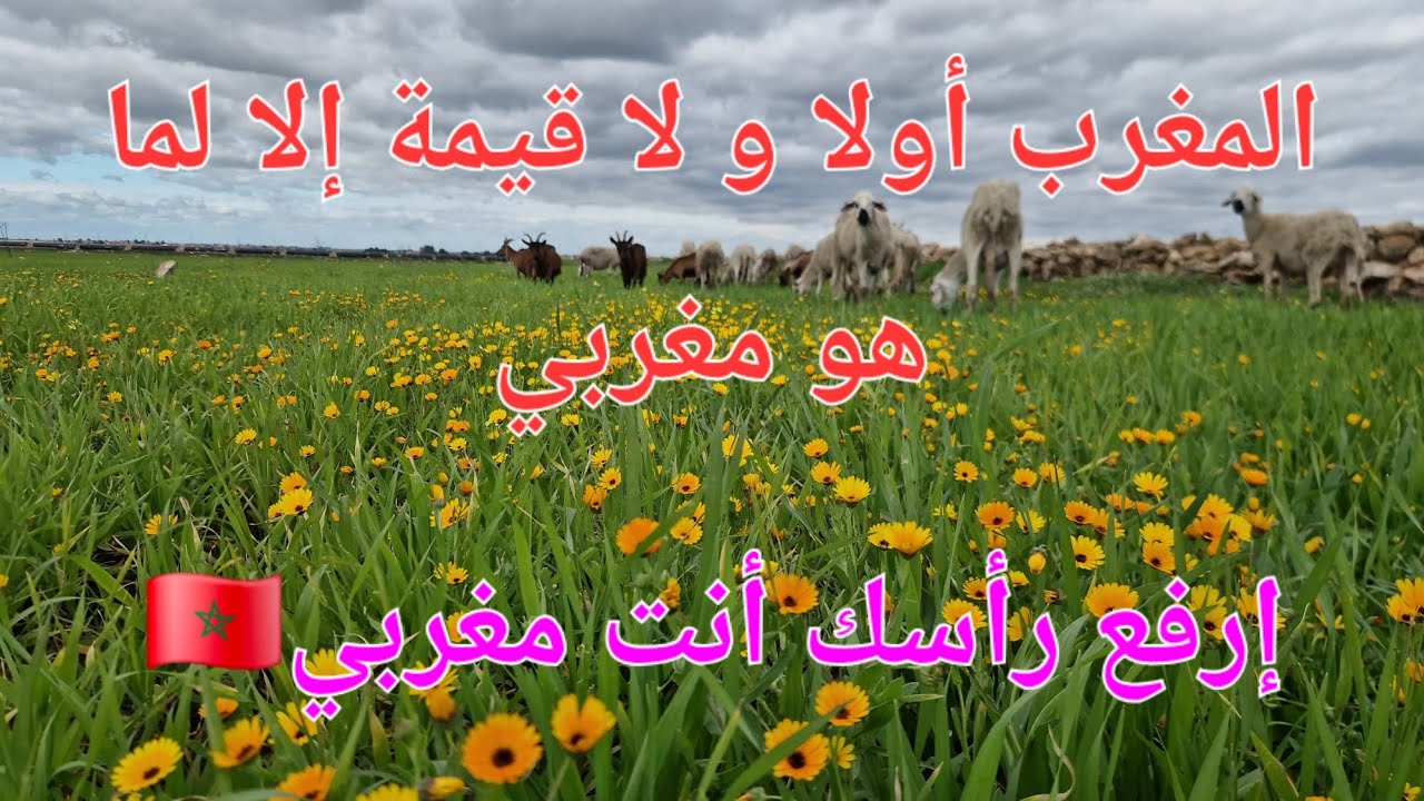 الحلقة 737.❤️🇲🇦❤️  ما تبقاش تعطي قيمة لضيفك على حساب كرامتك و بلادك.حان وقت التغيير🔥