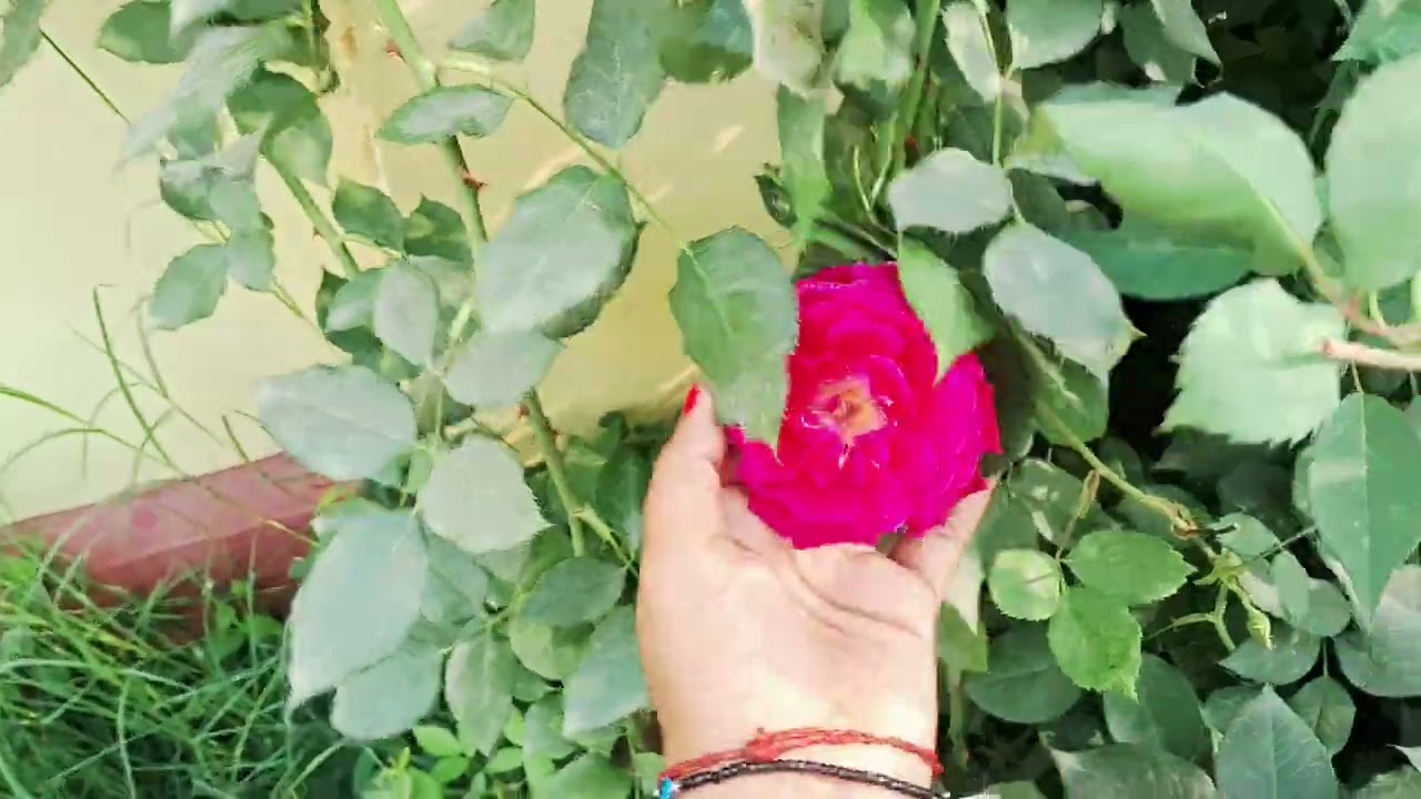 Hamare ghar ke pass Ke Mandir Mein Tarah Tarah Ke flower😍🫠#viralvideo #minivlog #trending 
