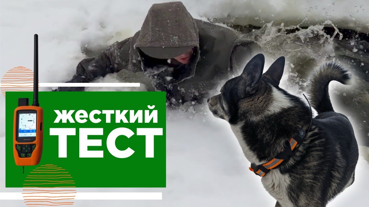 Потерял собаку в лесу.