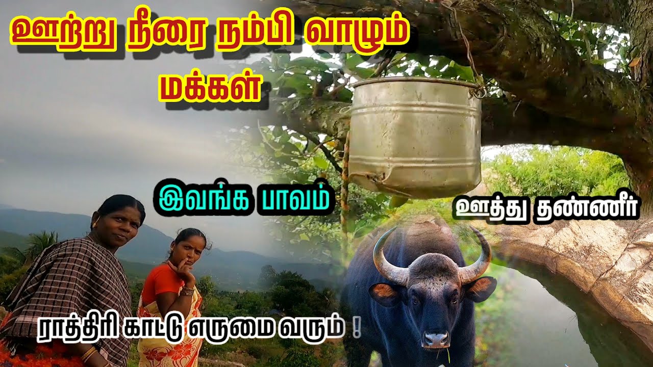 ராத்திரி காட்டெருமை வீட்டுக்கே வரும் | ஒரே ஒரு நீர் ஊற்றை நம்பி வாழும் மக்கள் | நெய்யமலை |