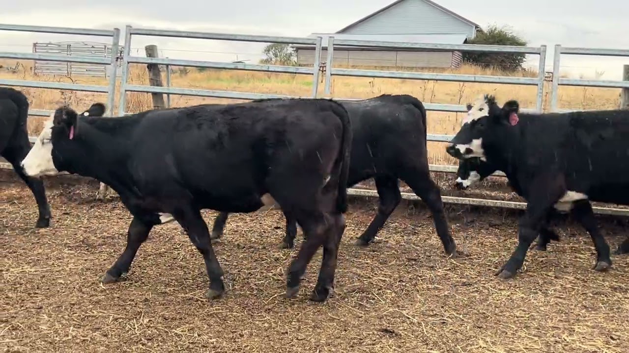 Oakbank 41 Angus X Heifers, PTE