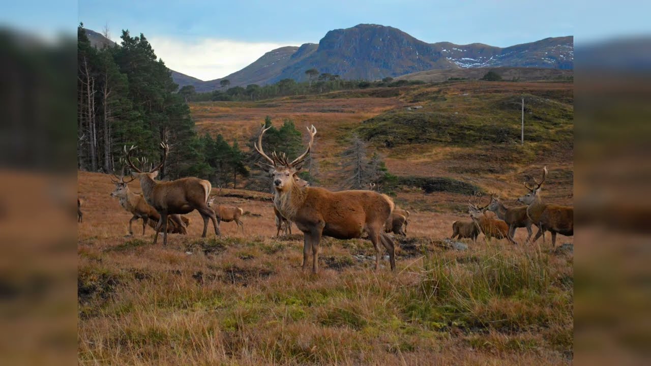 Wild Scotland: Glen Lyon