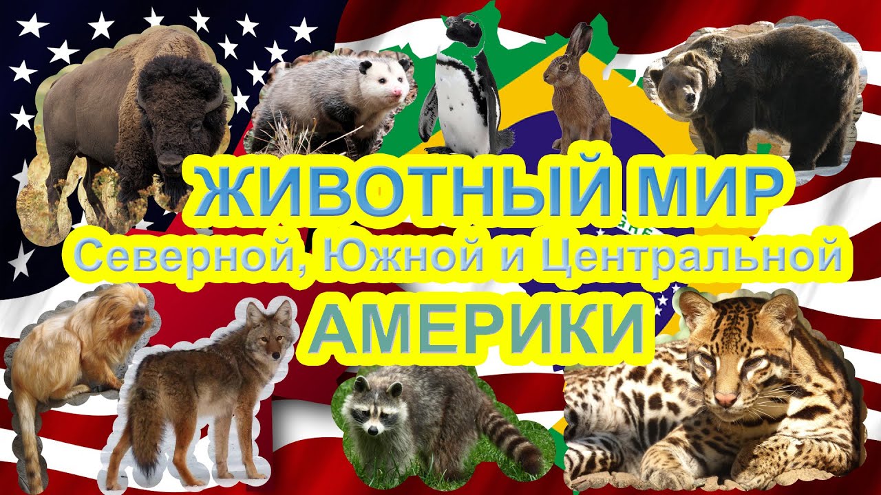 Развивающие мультики для детей. Животные Америки. Слушаем звуки.