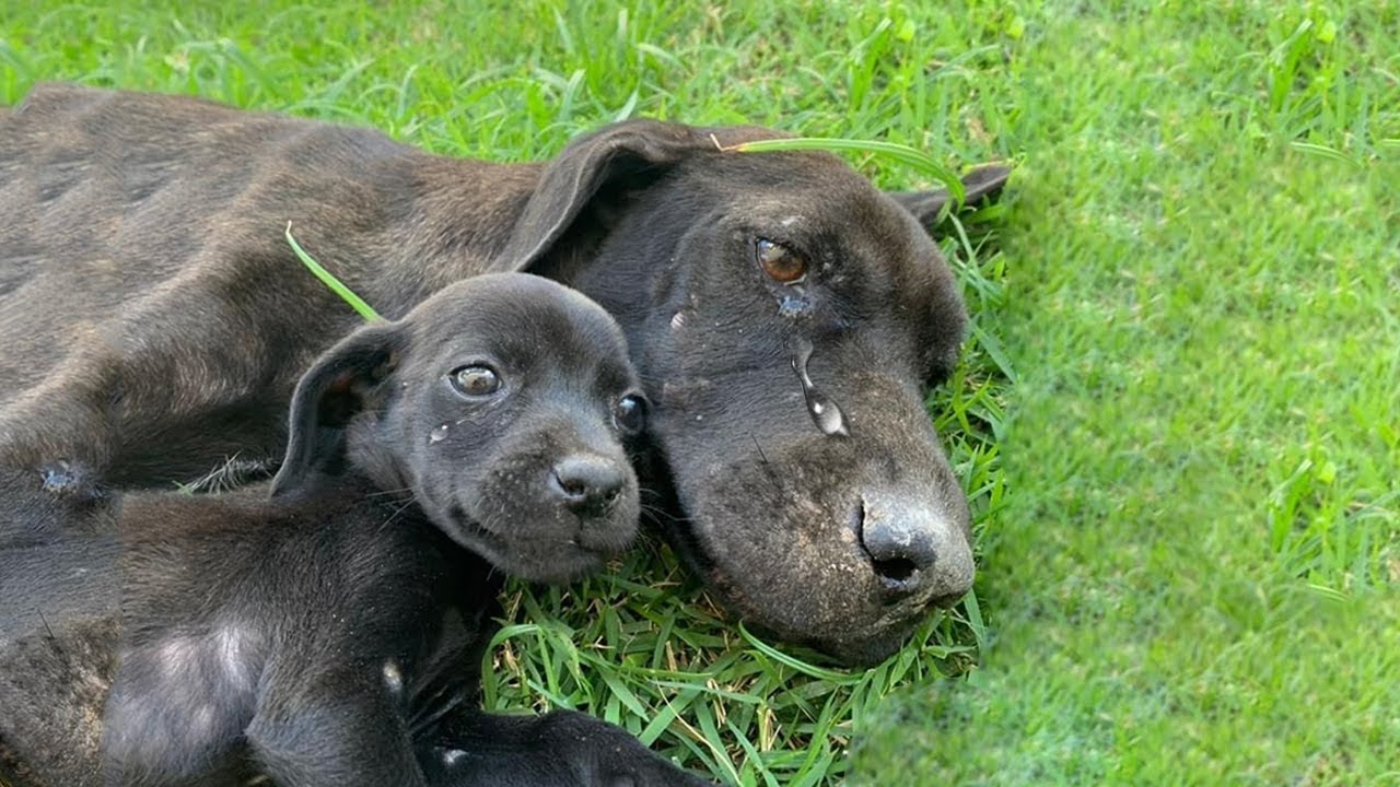 She Cried a Lot Because Exhausted, Unable to Take Care of Her Puppies