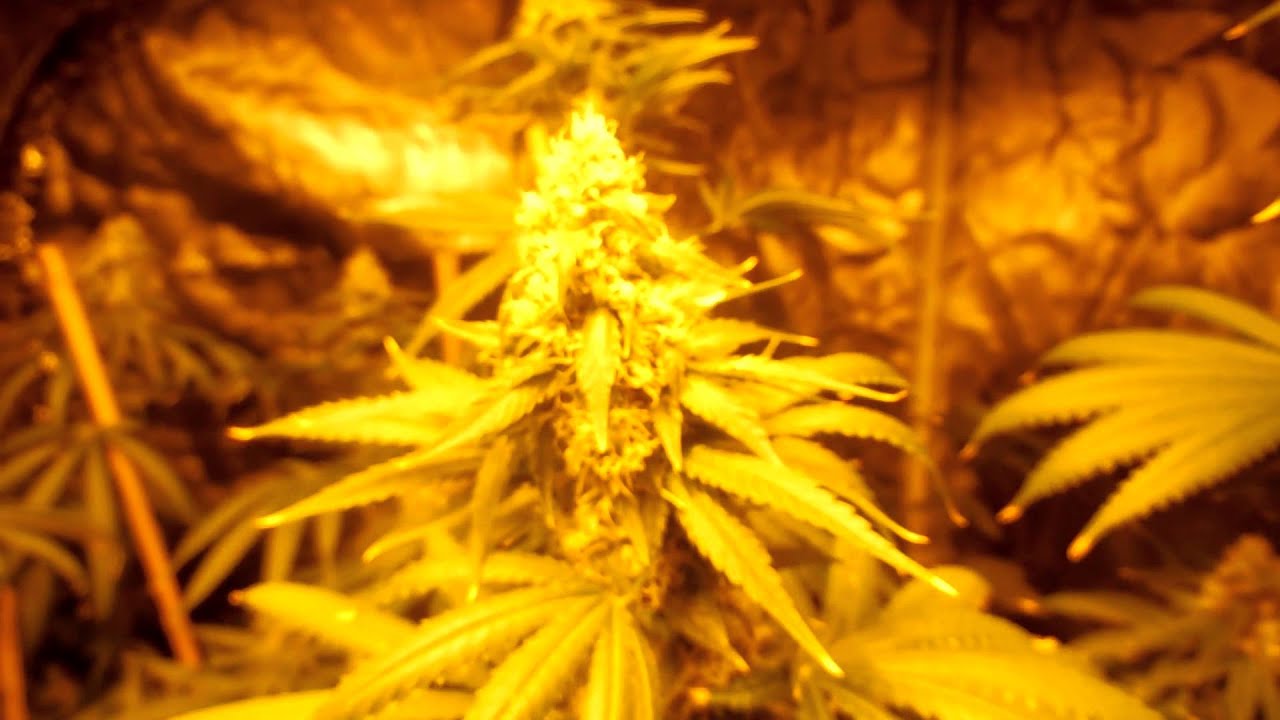 CannaVenture SFV OG x Ortega Update 17- W7F