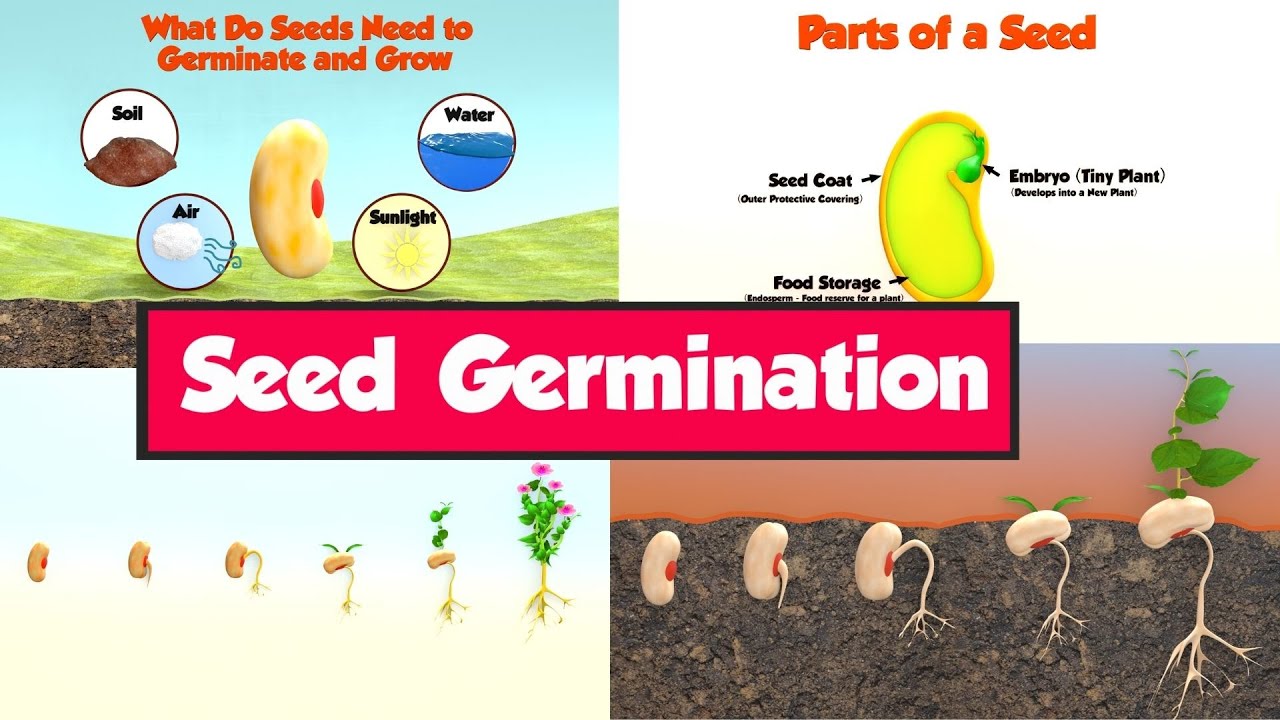 What is Seed Germination ? | Seed Germination for Kids | How Do Seeds Grow | Parts of a Seed | Seeds