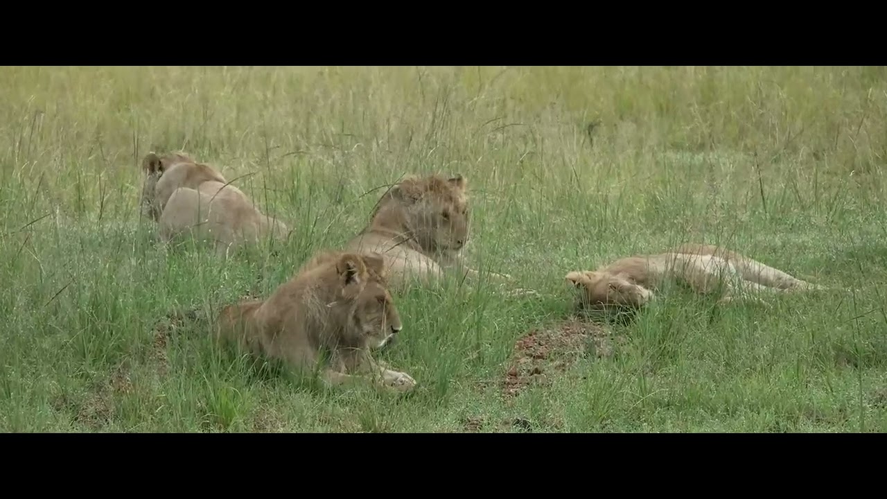 Rongai Pride