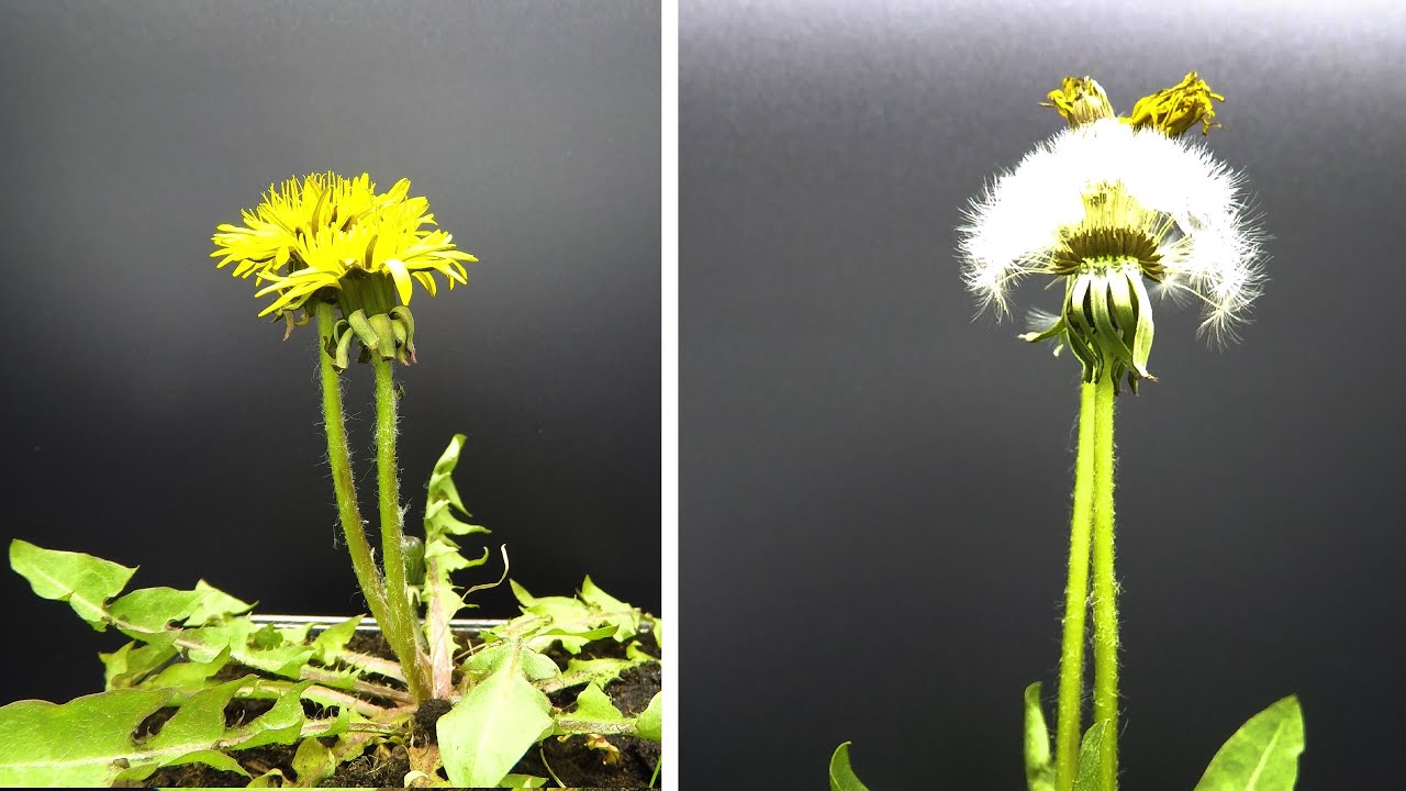 Dandelion Flower To Seedhead Timelapse - 1 Week