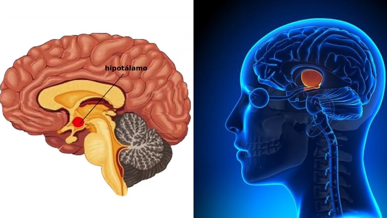 El HIPOTÁLAMO explicado: sus partes, hormonas, funciones, enfermedades🧠