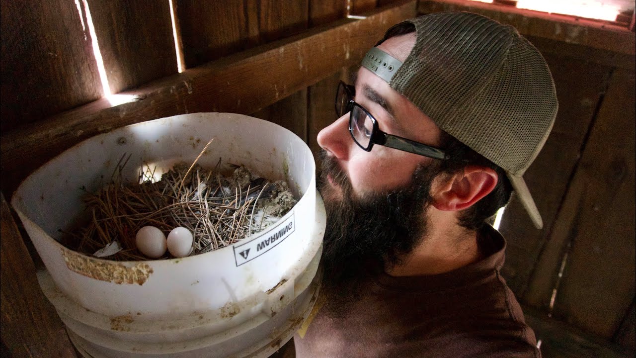 Exciting News in the Racing Pigeon Loft!!!