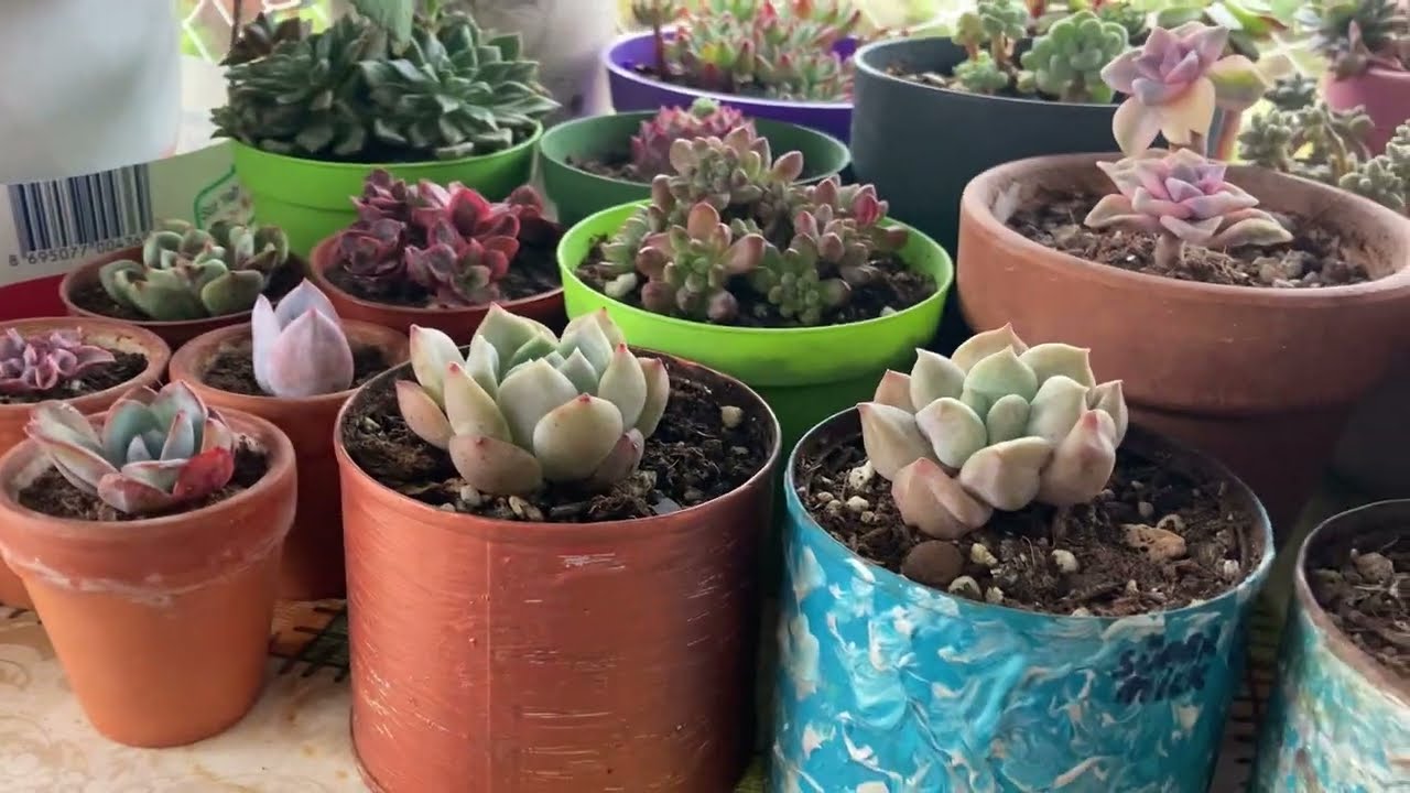 💥Balık kasalarını nasıl değerlendirdim💥#sukulent #succulent #plants #sukulentbakimi