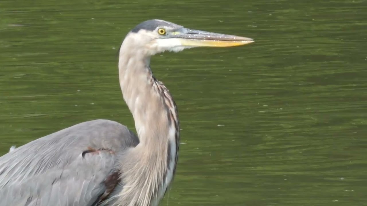 Great Blue Heron , catching fish for a meal.