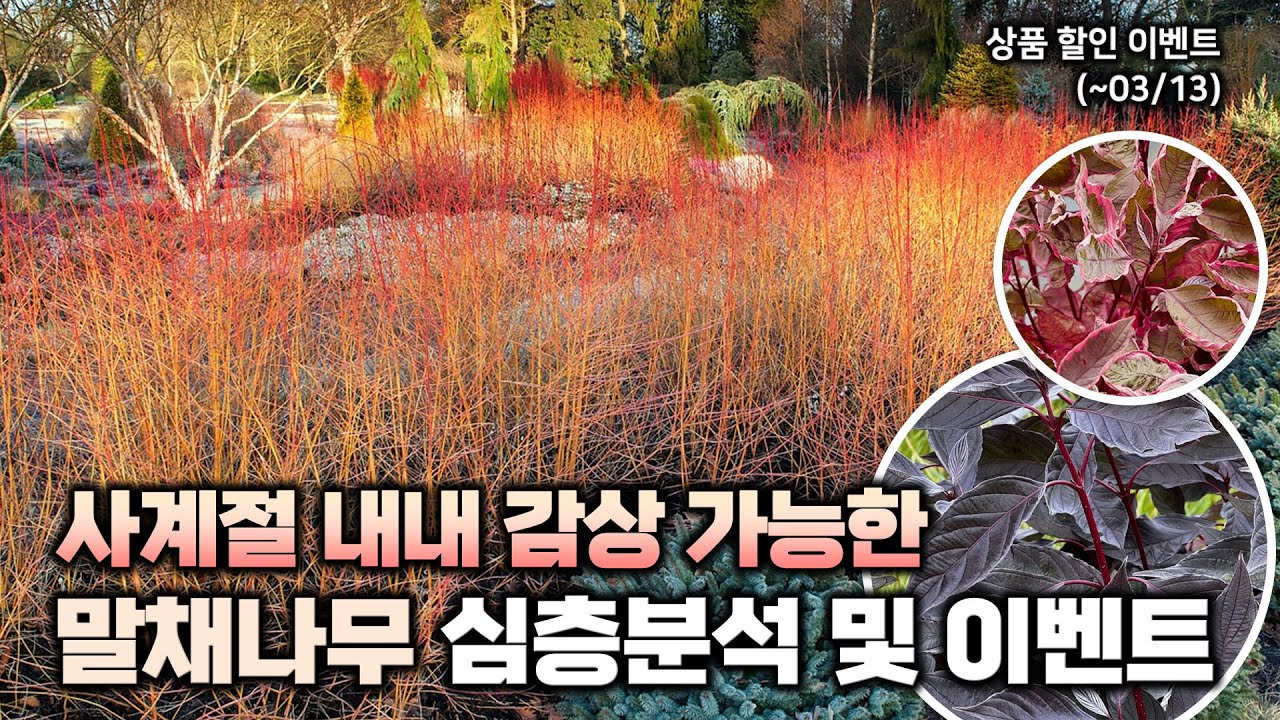 알 사람들은 다 아는‼️사계절 내내 아름다운 말채나무🌲심층분석 및 할인댓글 이벤트까지