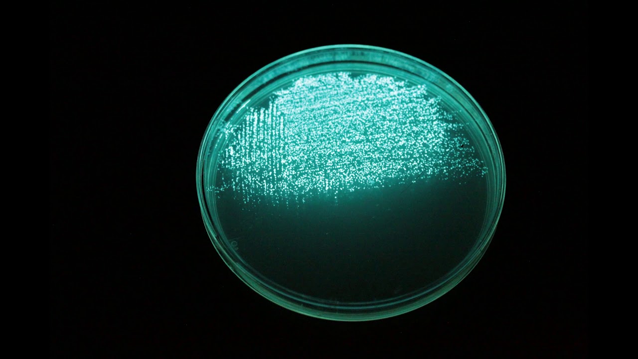 Timelapse - Aliivibrio fischeri