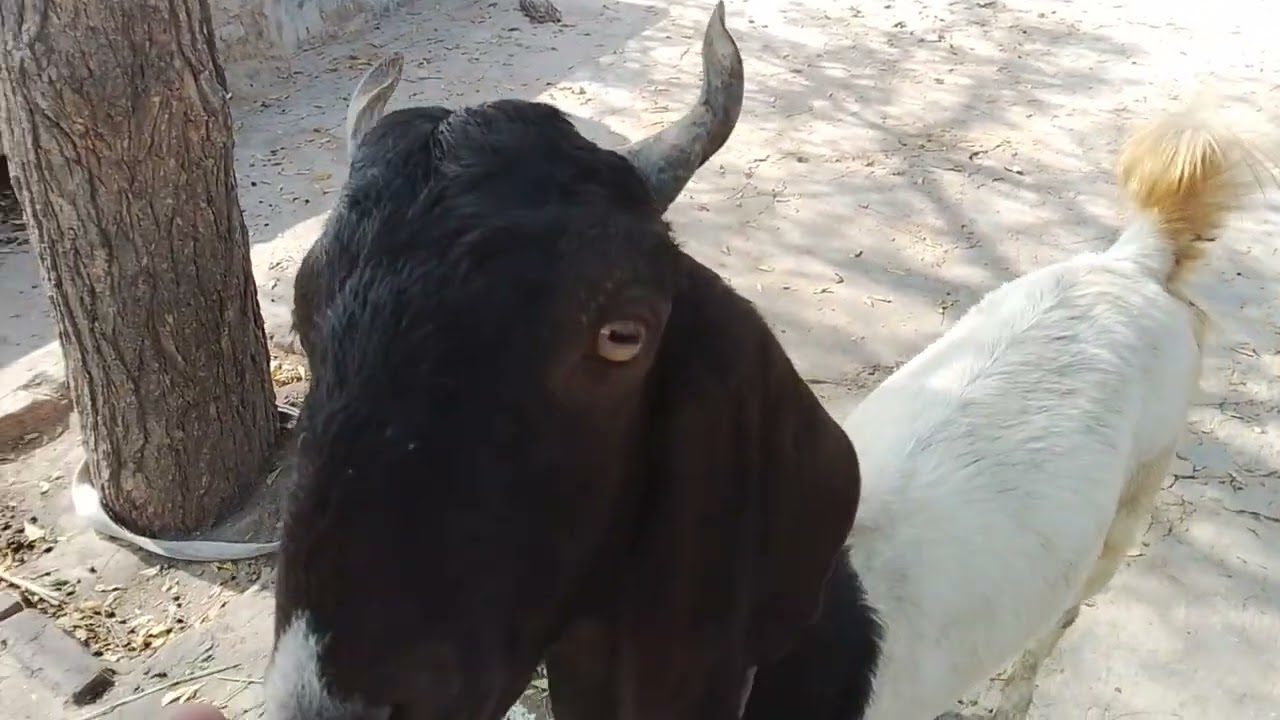 Kamori patari Goat Goat farming cow farming  Goatbissniss Gulabi Goat